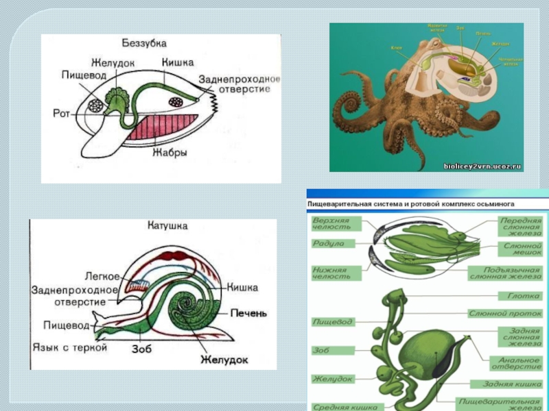 Пищеварительная система моллюсков. Пищеварительная система осьминога. Эволюция пищеварительной системы моллюски. Строение пищеварительной системы многоклеточных животных. Желудок у моллюсков.
