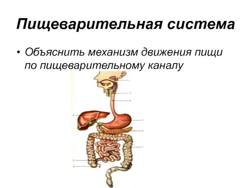 Передвижение пищи по пищеварительному тракту схема