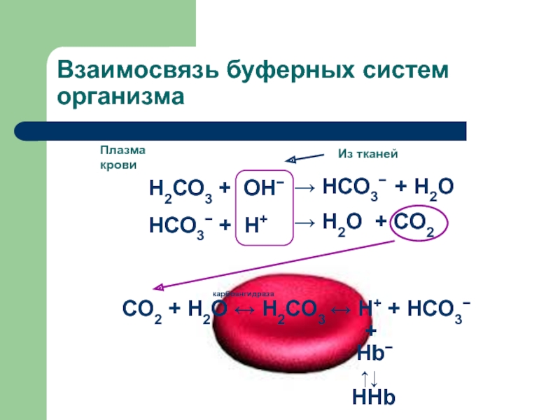 Проект буферные растворы в живых организмах