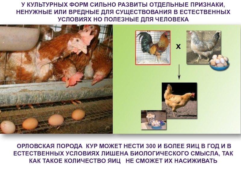 Презентация по биологии методы селекции животных