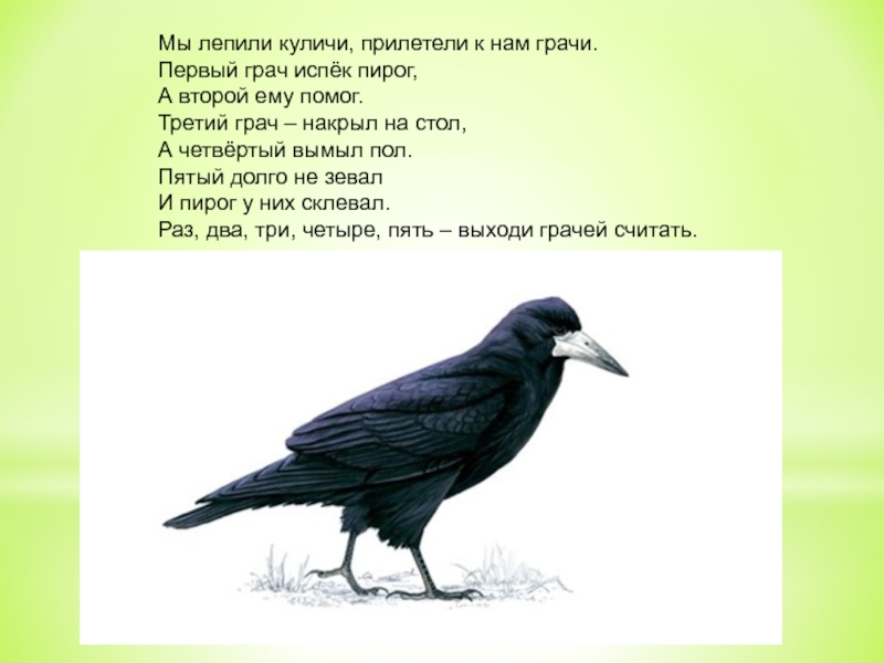 Поговорки о грачах. Пальчиковая гимнастика Грачи. Прилетели к нам Грачи. Грач для детей младшей группы. Пальчиковая гимнастика «прилетели к нам Грачи».