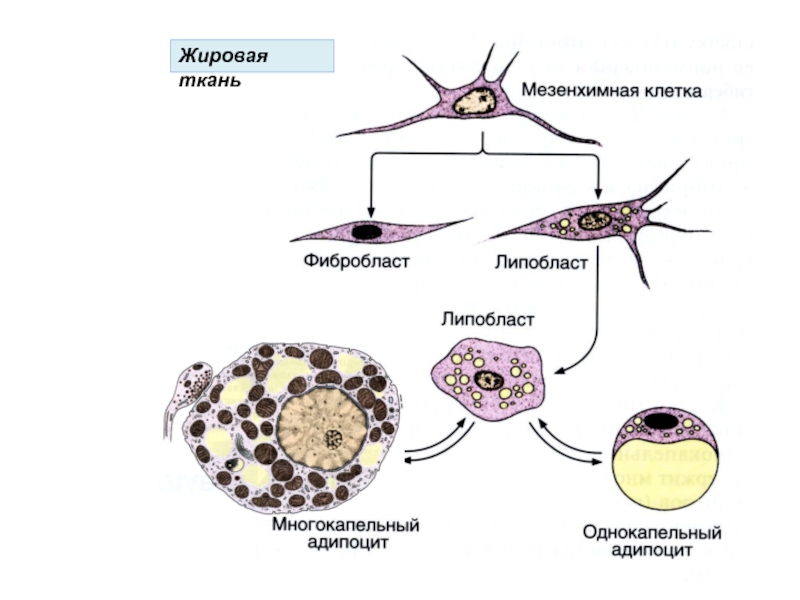Схема строения адипоцитов разных видов жировой ткани