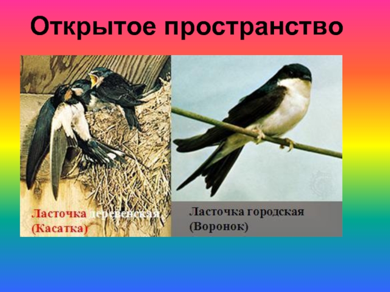 Представители открытых пространств. Птицы открытых воздушных пространств. Птицы открытых воздушных пространств представители. Ласточка. Деревенская Ласточка.