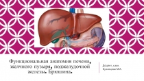 Функциональная анатомия печени, желчного пузыря, поджелудочной железы. Брюшина