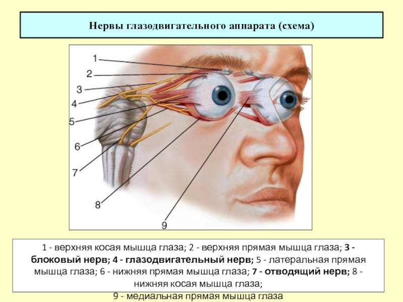 Чем иннервируется верхняя косая мышца глаза