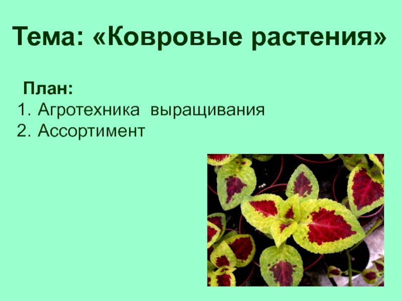 Презентация План:
Агротехника выращивания
Ассортимент
Тема: Ковровые растения