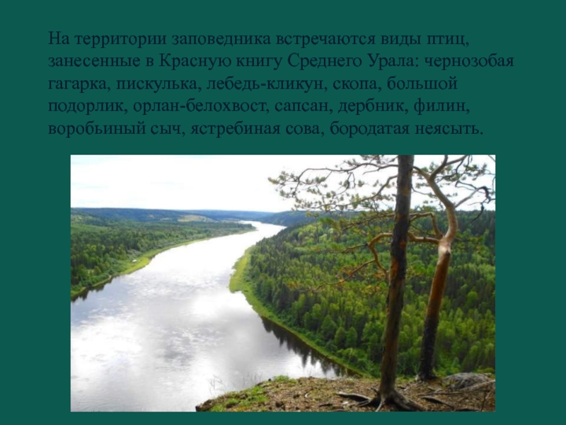 Встречаются какой вид. Презентация охраняем объекты Пермского края. Какая взаимосвязь в природе на Южном Урале. Какая взаимосвязь в природе на Южном Урале коротко.