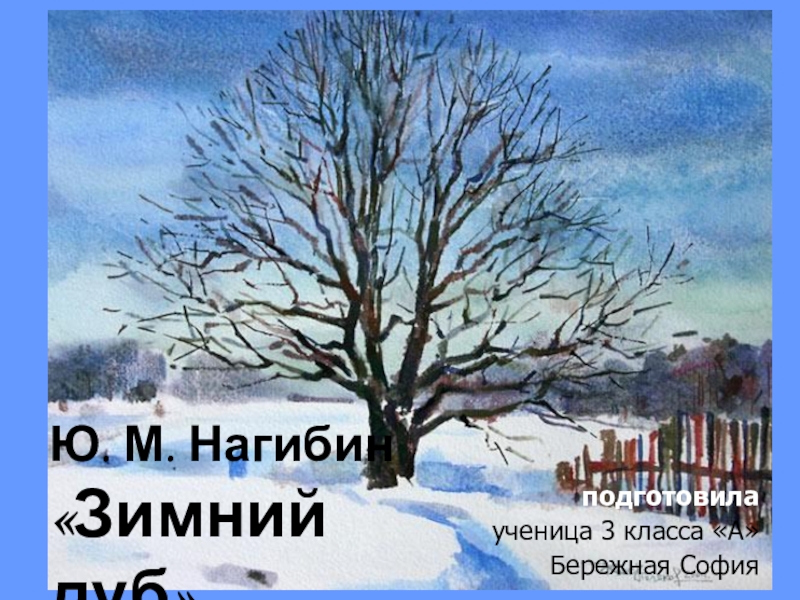 Какое впечатление произвел зимний дуб на учительницу. Ю.М.Нагибина «зимний дуб».. Ю М Нагибин зимний дуб. Зимний дуб Нагибин рисунок. Дуб зимой рисунок.