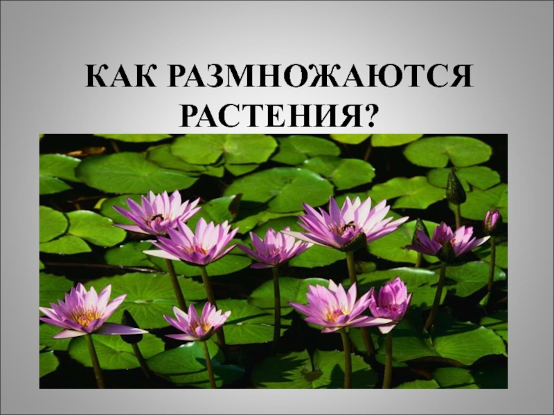 КАК РАЗМНОЖАЮТСЯ РАСТЕНИЯ?