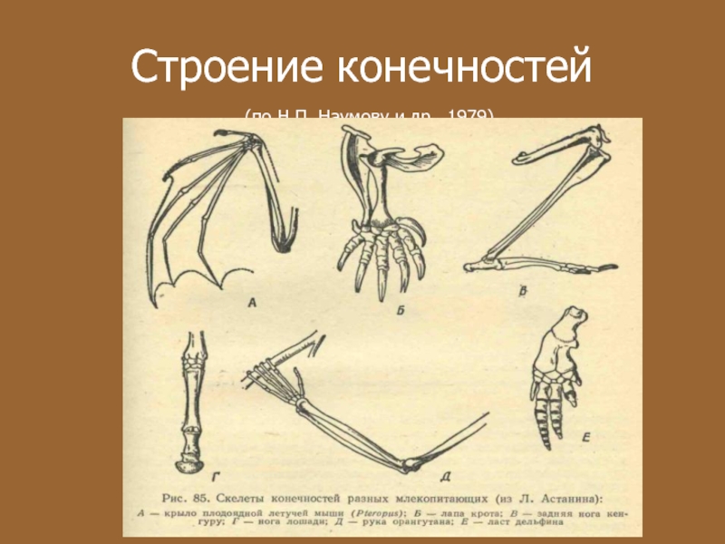 Строение конечностей. Строение передней конечности крысы. Конечности млекопитающих. Передние конечности млекопитающих.