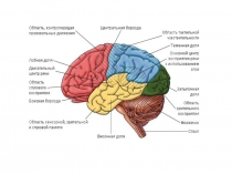 Участки Мозга За Что Отвечают Картинки