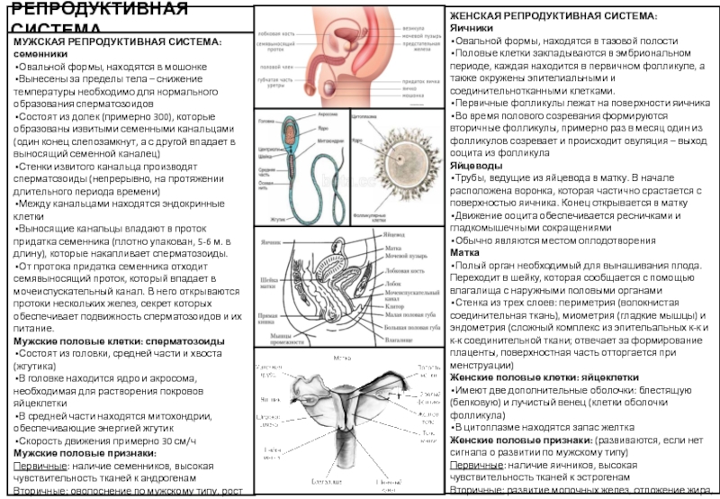 Репродуктивная система мужчины презентация