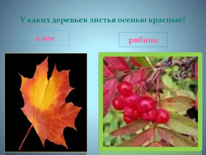 У каких деревьев листья осенью красные?кленрябина