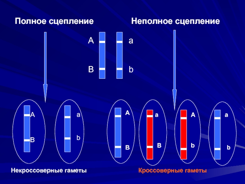 Полное и неполное сцепление генов презентация