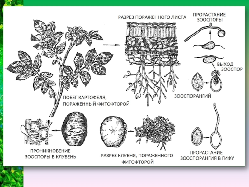 Побег картофеля