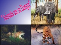 А?ылшын тілі : Animals are in danger