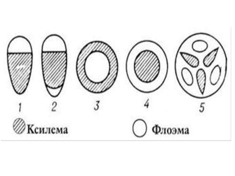 Ксилема и флоэма рисунок