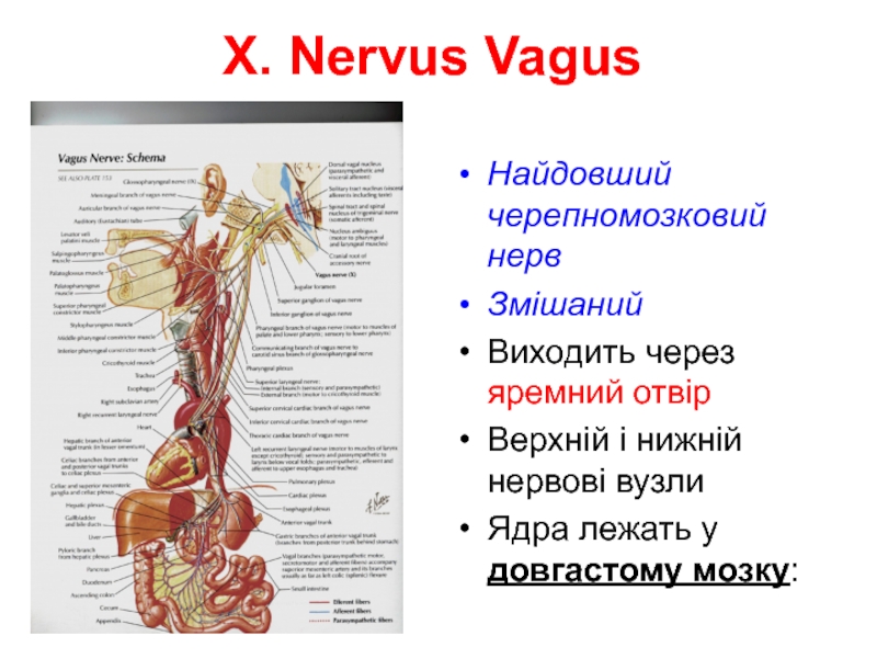 Книга блуждающий нерв. Вагус нерв. Нервус вагус блуждающий нерв. Блуждающий нерв расположение ядер. Nervus Vagus схема.