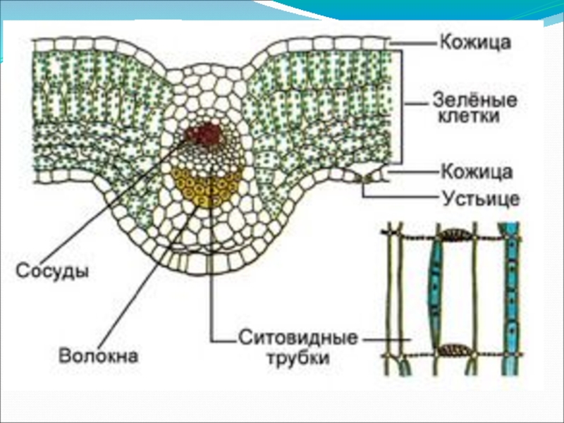 Обозначьте на рисунке части листа. Сосудисто волокнистый пучок ситовидные трубки. Внутреннее строение листа волокнистые пучки. Структура в проводящих пучках листа. Сосудисто-волокнистый пучок жилка.