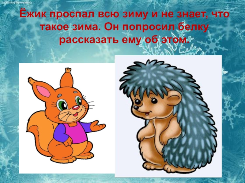 Возраст ежей. Возраст ежа.