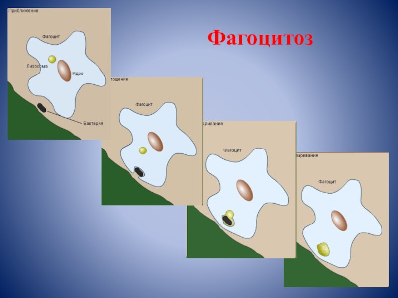 Низкий фагоцитоз. Завершенный и незавершенный фагоцитоз. Фагоцитоз рисунок. Фагоцитоз картинки.