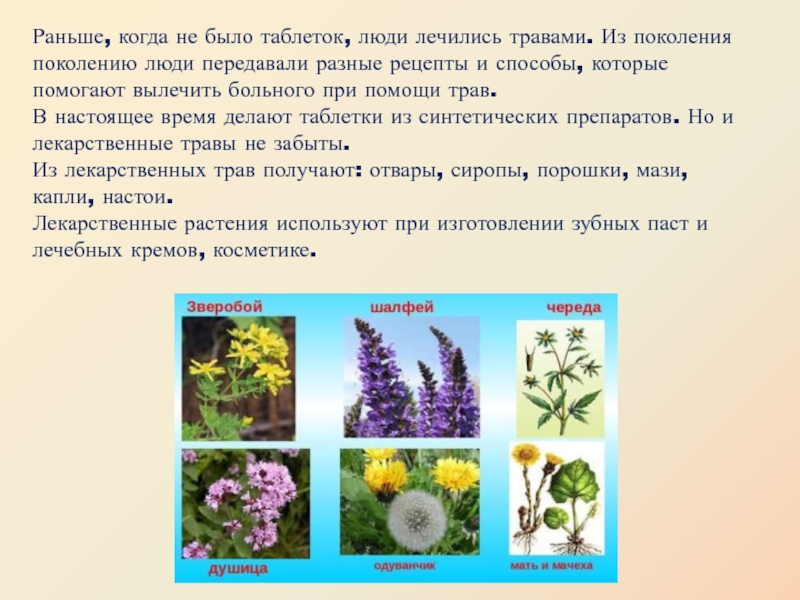 Лекарственные растения новосибирской области фото и описание