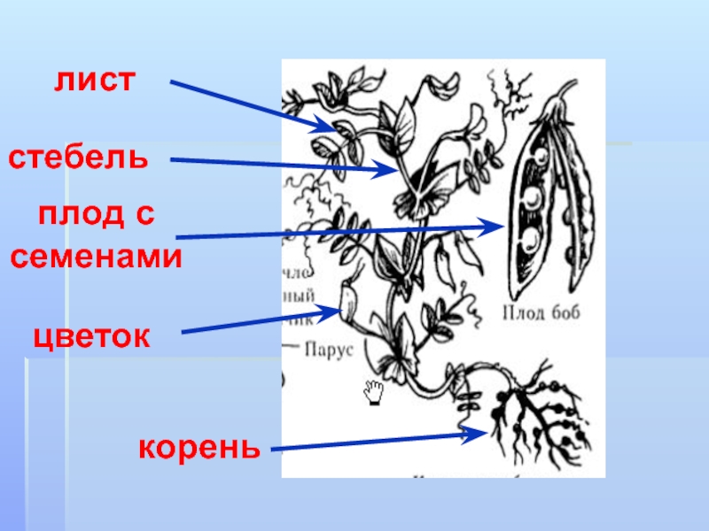 Корень стебель лист семя. Цветок, семена, корень, стебель, лист. Водоросли корень стебель лист цветок плод с семенами.