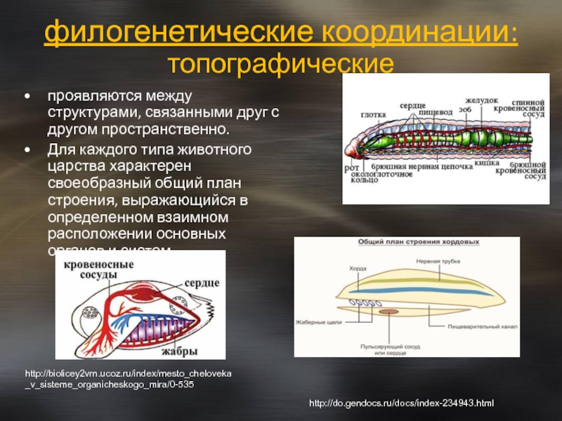 Между какими структурами. Филогенетические корреляции. Топографические, динамические, биологические координации. Филогенетические координации топографические. Филогенетические координации виды.