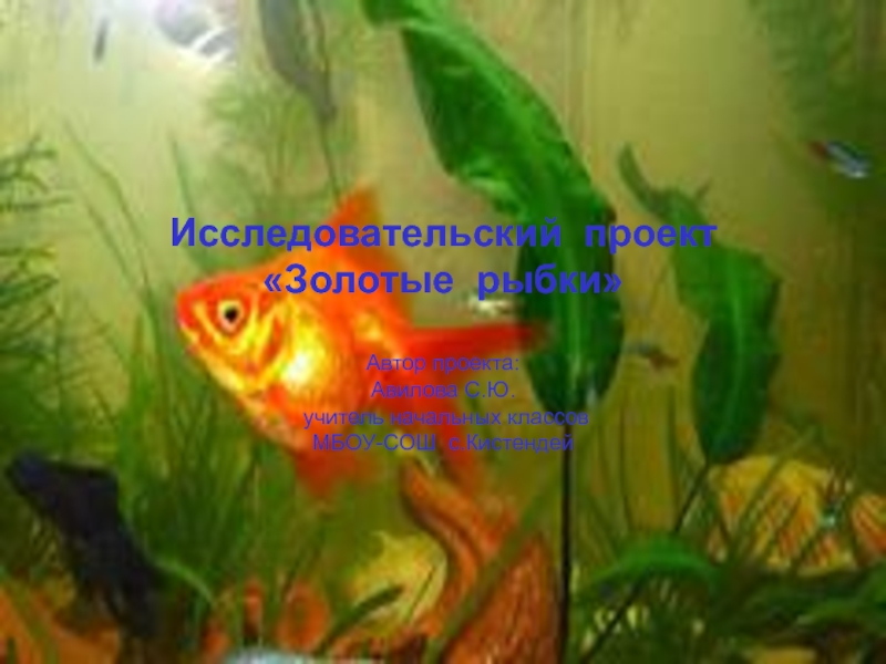 Исследовательский проект
Золотые рыбки
Автор проекта:
Авилова С.Ю.
учитель