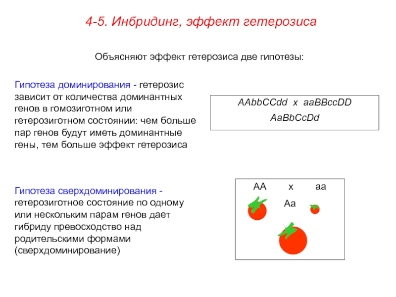 Инбридинг таблица. Гипотезы гетерозиса. Инбридинг растений примеры. Гипотеза доминирования. Инбридинг близкородственное скрещивание.