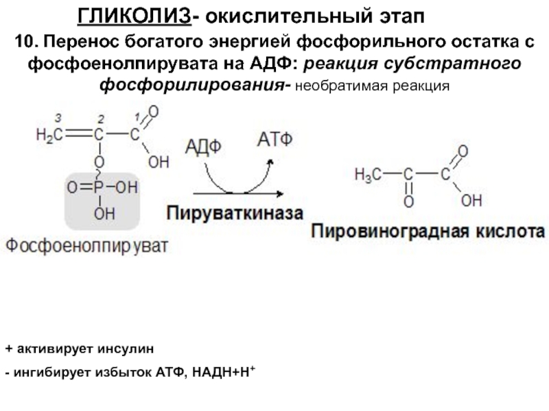 Активация глюкозы с затратой атф. 1 Реакция субстратного фосфорилирования гликолиз. Реакция окислительного фосфорилирования в гликолизе. Реакции субстратного фосфорилирования в процессе гликолиза. Реакции субстратного фосфорилирования в гликолизе.