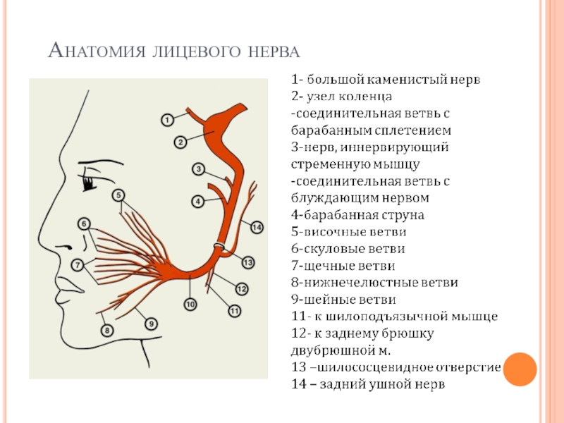 Лицевой нерв анатомия схема на лице фото