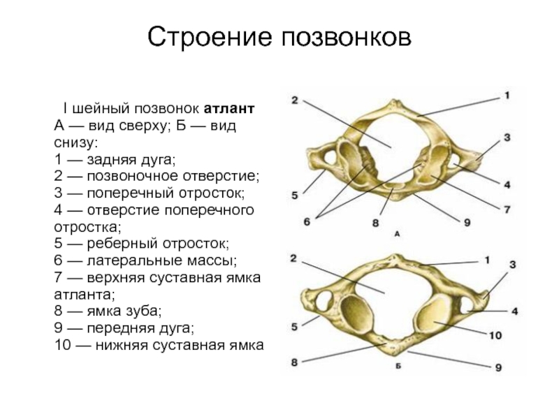 Шейные позвонки анатомия картинки