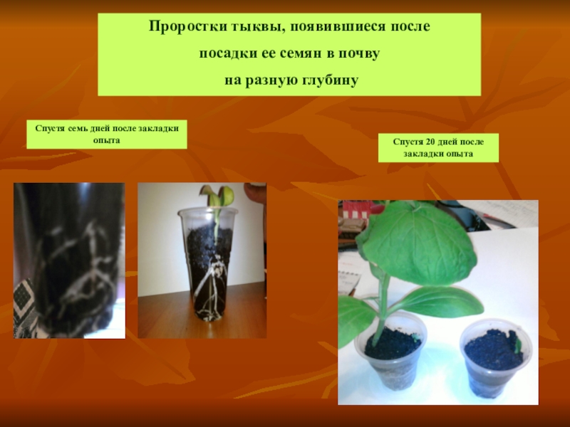 Влияние условий на развитие растений. Влияние серебряной воды на растения. Влияние воды на рост растений. Влияние условий среды на растения. Влияние воды на комнатные растения.