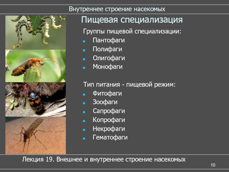 Питание насекомых