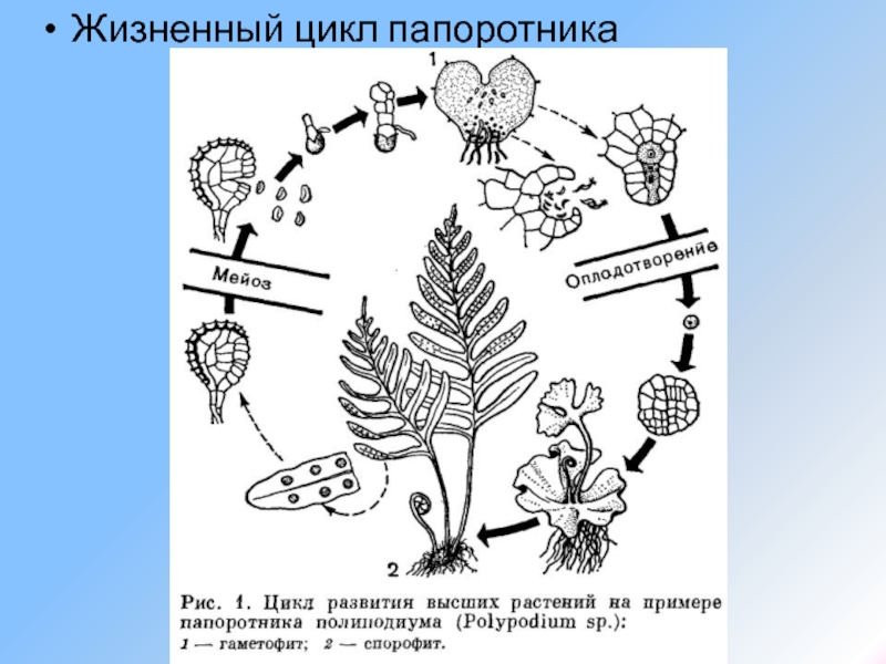 Жизненный цикл папоротника схема 5 класс