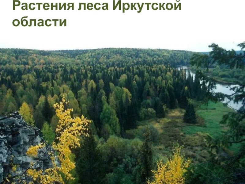 Растения леса Иркутской области