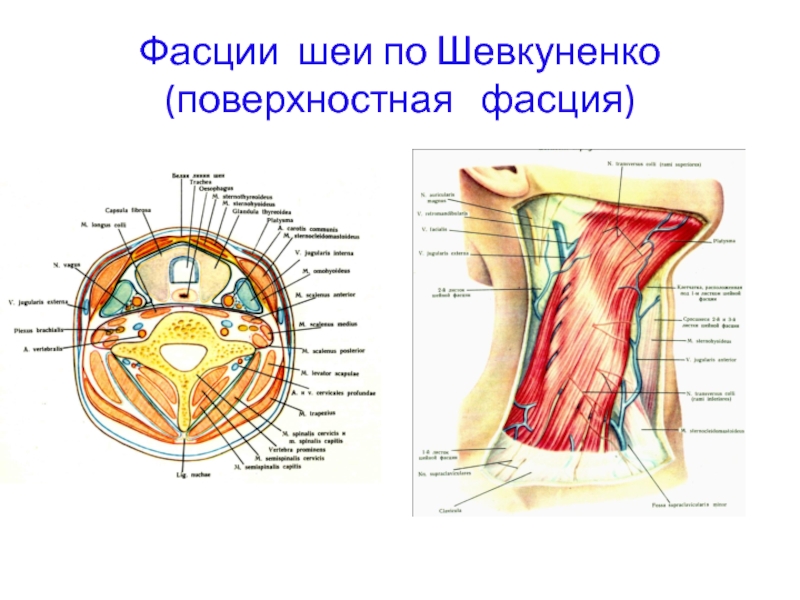 Фасции по шевкуненко схема