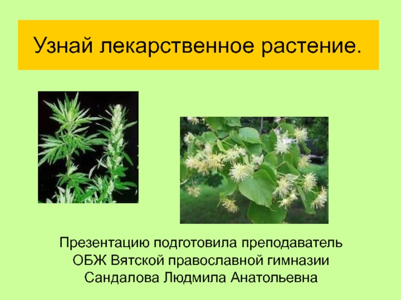 Презентация Узнай лекарственное растение