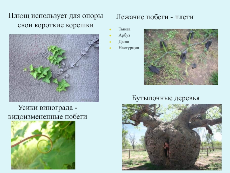 Презентация строение стебля 6 класс фгос пасечник