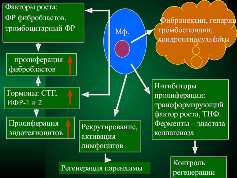 Фактор ростов. Стимуляторы и ингибиторы пролиферации. Пролиферация факторы роста. Пролиферация механизм развития. Пролиферация фибробластов.