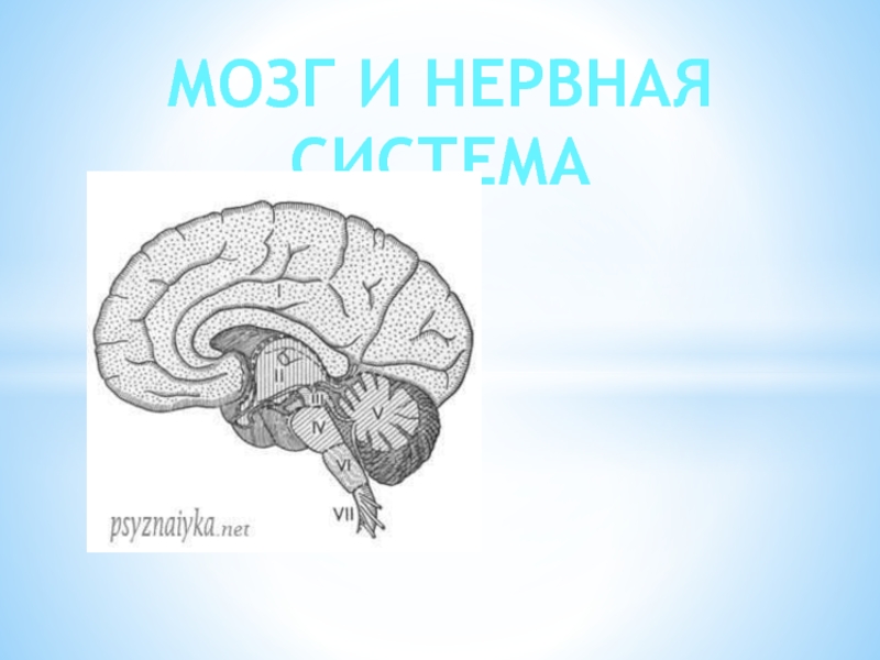 Мозг и нервная система
