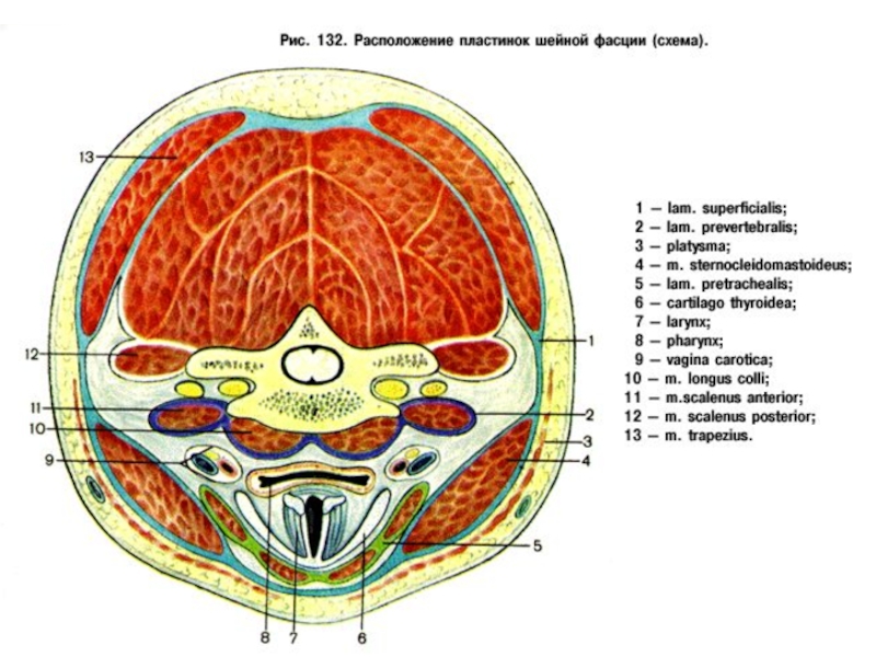 Топографическая анатомия шеи