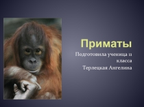 Презентация Приматы