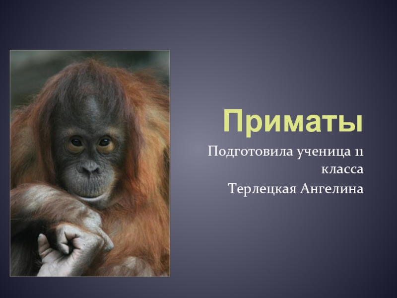 Презентация Приматы