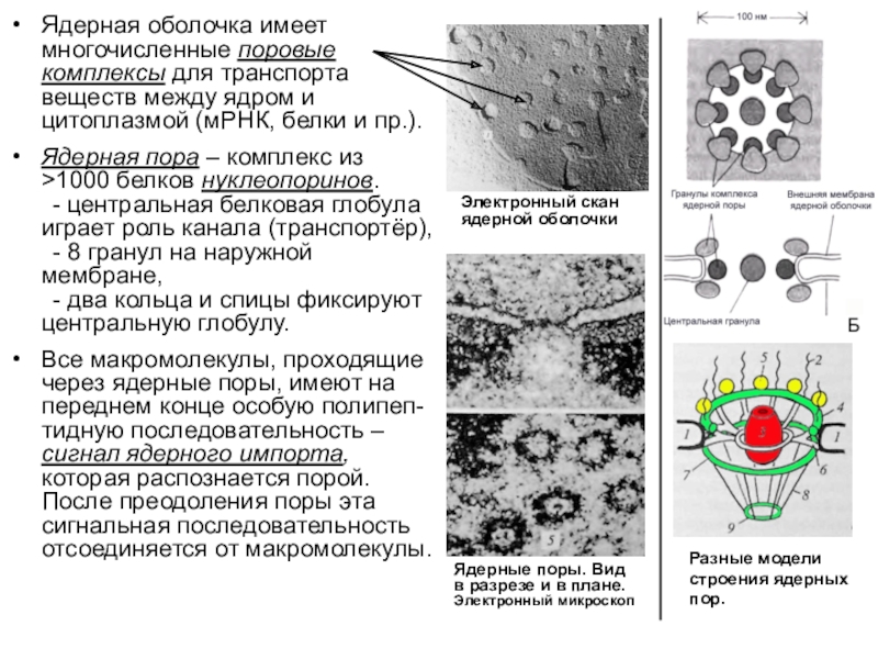 Комплекс ядра. Растворения ядерной мембраны механизм. Ядерный поровый комплекс функции. Ядерная оболочка ядерные поры. Поровый комплекс ядра.