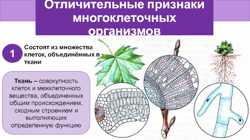 Многоклеточные организмы презентация 5 класс