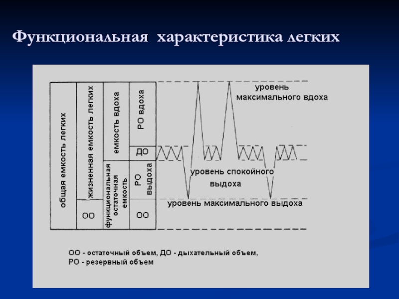 Функциональные особенности легких.. Характеристика лёгких. Параметры легких. Липопикническое свойство легких.