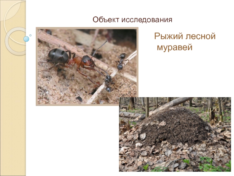Жизнь лесных рыжих муравьев. Рыжий Лесной муравей какое развитие. Исследуем рыжих муравьев. Классификация рыжего лесного муравья.