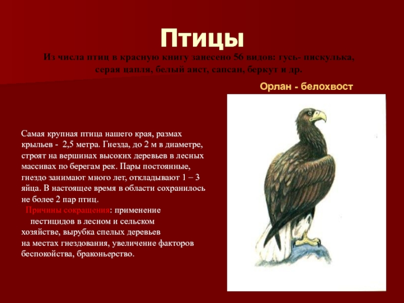 Список птиц занесенных в красную. Редкие и исчезающие птицы. Животные и птицы красной книги. Редкие птицы из красной книги.